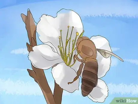 Image titled Grow an Apple Tree Step 3