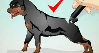 Draw a Realistic Dog