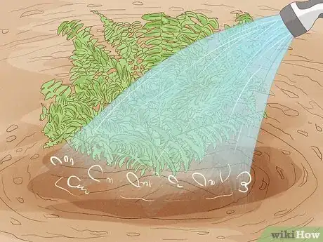 Image titled Plant a Fern Step 6
