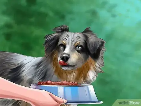 Image titled Find and Care for a Australian Shepherd Step 14