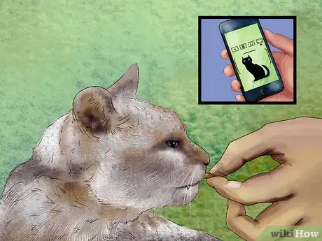 Image titled Photograph Your Cat's Symptoms for the Vet Step 2