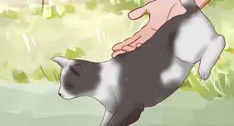 Keep a Cat from Becoming Fat and Lazy