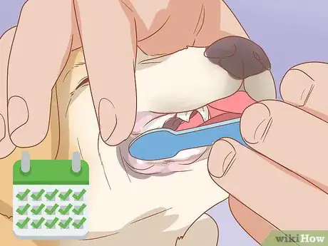 Image titled Care for Your Older Dog Step 5