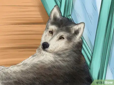 Image titled Care for Sled Dogs Step 11