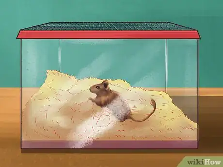 Image titled Treat Respiratory Problems in Gerbils Step 6