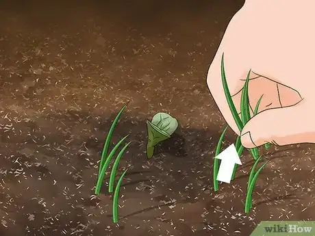 Image titled Plant Safflower Seeds Step 6