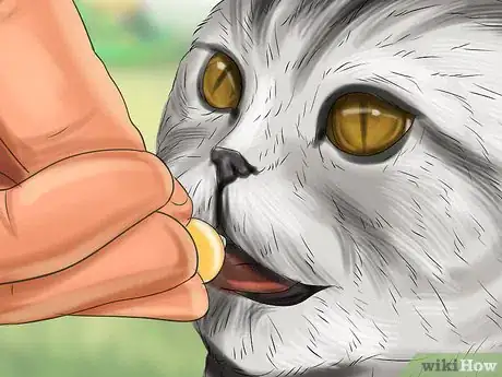Image titled Give Monoamine Oxidase Inhibitors to a Cat Step 9