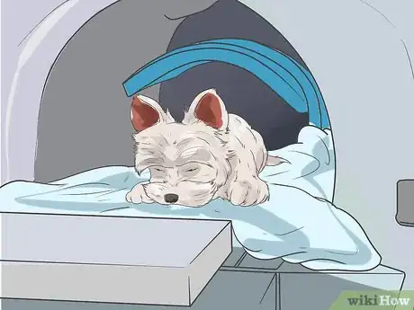 Image titled Diagnose Portosystemic Shunts in Yorkshire Terriers Step 7