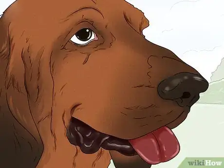 Image titled Identify a Bloodhound Step 4