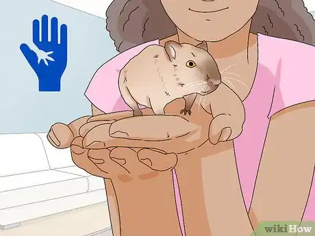 Image titled Buy a Gerbil Step 1