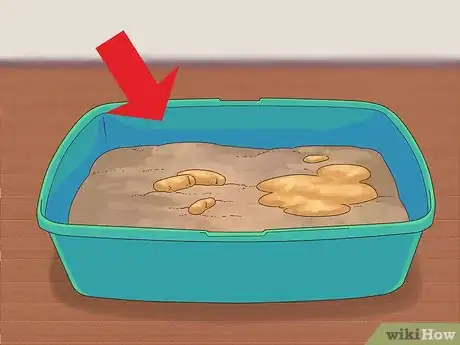 Image titled Diagnose and Treat Zinc Poisoning in Cats Step 4