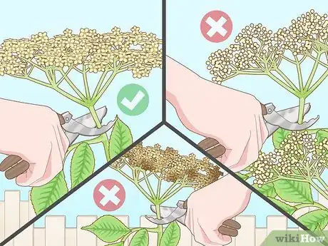 Image titled Identify Elderflower Step 12