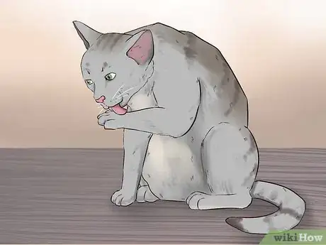 Image titled Get Your Cat to Know and Love You Step 2