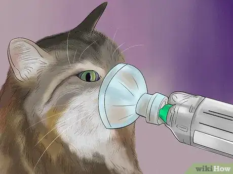 Image titled Diagnose and Treat Feline Bronchitis Step 7