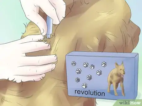 Image titled Remove Ear Mites from a Dog Step 10