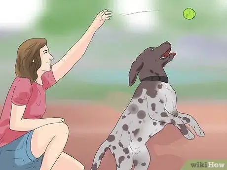 Image titled Care for German Shorthaired Pointers Step 13