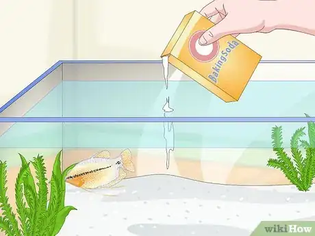 Image titled Care for a Pearl Gourami Step 10