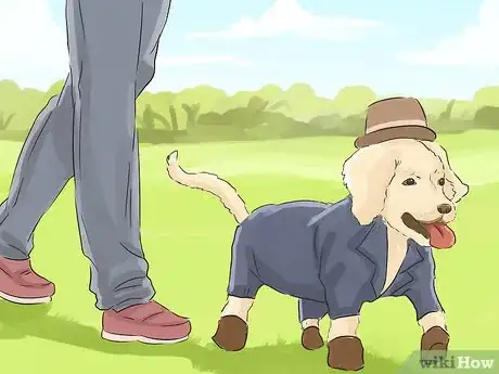 Image titled Help Your Dog Live Longer Step 11