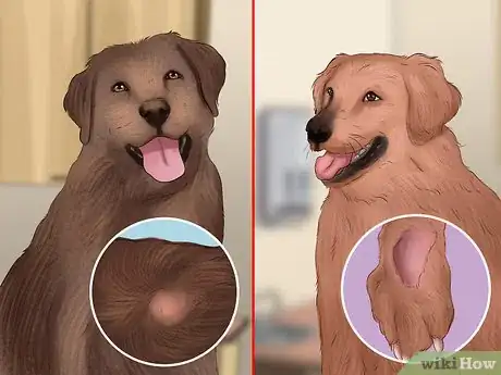 Image titled Adopt a Retired Guide Dog Step 7