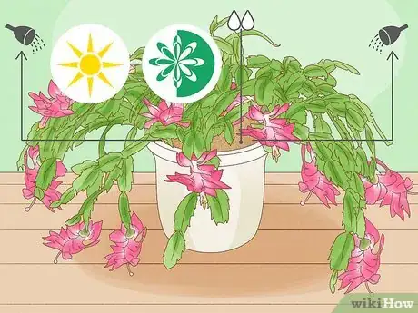 Image titled Get a Christmas Cactus to Bloom Step 8