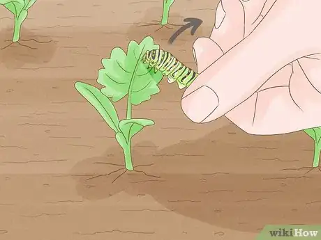 Image titled Plant Parsnips Step 12