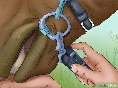 Image titled Choose a Bridle for Your Horse Step 9