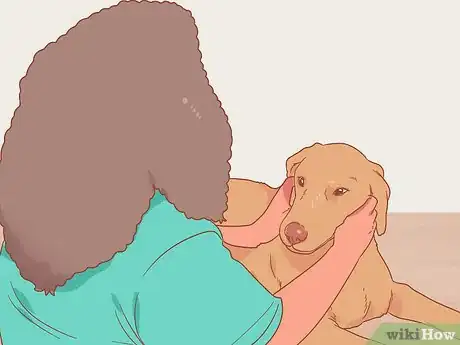 Image titled Deal with a Dog Pregnancy Step 2