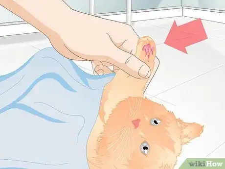 Image titled Approach a Sick or Injured Dog or Cat Step 12