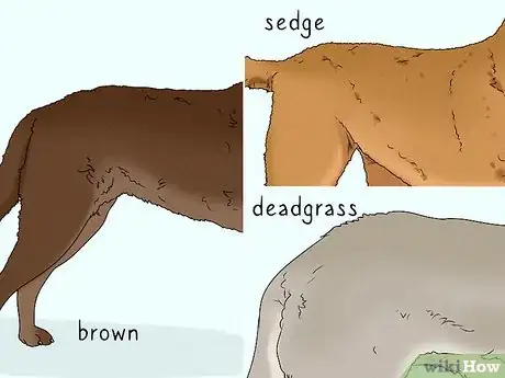 Image titled Identify a Chesapeake Bay Retriever Step 8