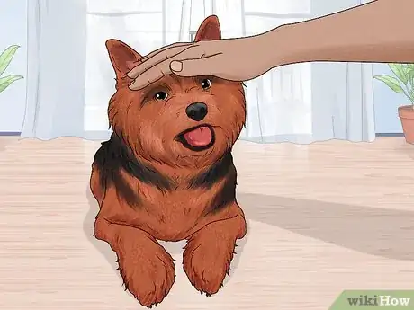 Image titled Identify a Norwich Terrier Step 16