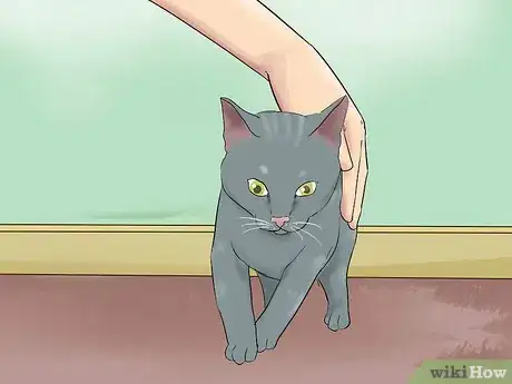 Image titled Get Your Cat to Know and Love You Step 7