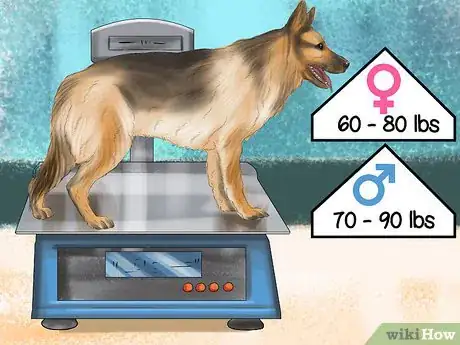 Image titled Decide Whether to Get a German Shepherd Step 6