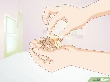Image titled Hold a Hermit Crab Step 5
