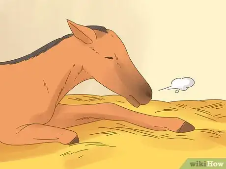Image titled Care for a Foal Step 1