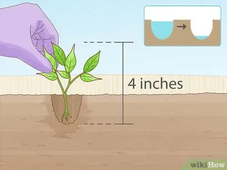 Image titled Grow Hotter Chillies Step 5