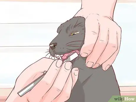 Image titled Take Care of a Chartreux Cat Step 4