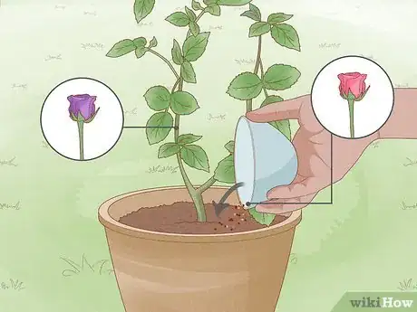 Image titled Breed Purple Roses Step 16