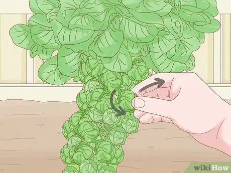Image titled Harvest Brussels Sprouts Step 3