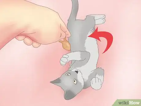 Image titled Get a Cat to Roll Over Step 6