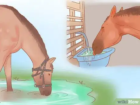 Image titled Condition Your Horse for Endurance Riding Step 18