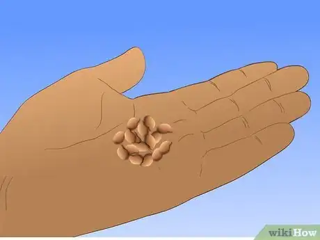 Image titled Save Watermelon Seeds for Planting Step 1