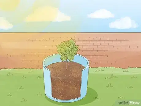 Image titled Grow a Cashew Nut in a Pot Step 4