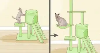 Choose a Cat Scratching Tree