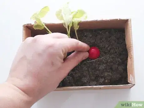 Image titled Store Radishes Step 12