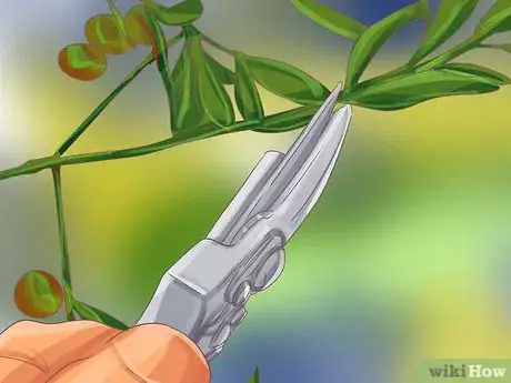 Image titled Grow Olives Step 14