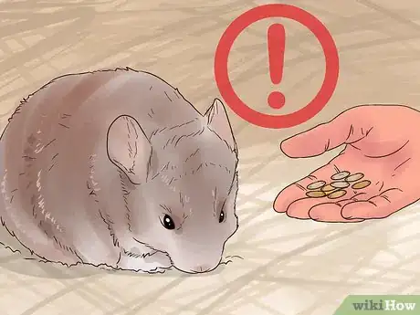 Image titled Diagnose Heart Murmurs in Chinchillas Step 1