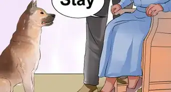 Keep Elderly Family Safe Around Active Dogs