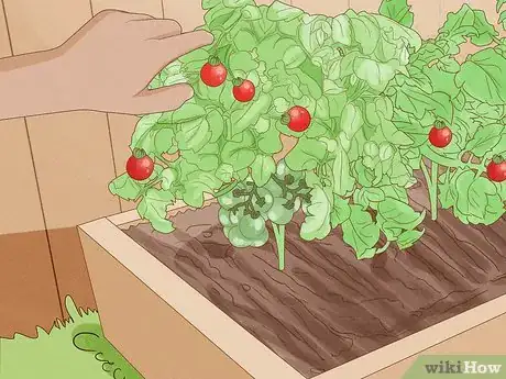 Image titled When to Plant Tomatoes Outside in the UK Step 9