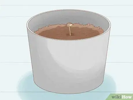 Image titled Grow Royal Gorilla Step 9