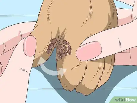 Image titled Check for Ticks Step 7